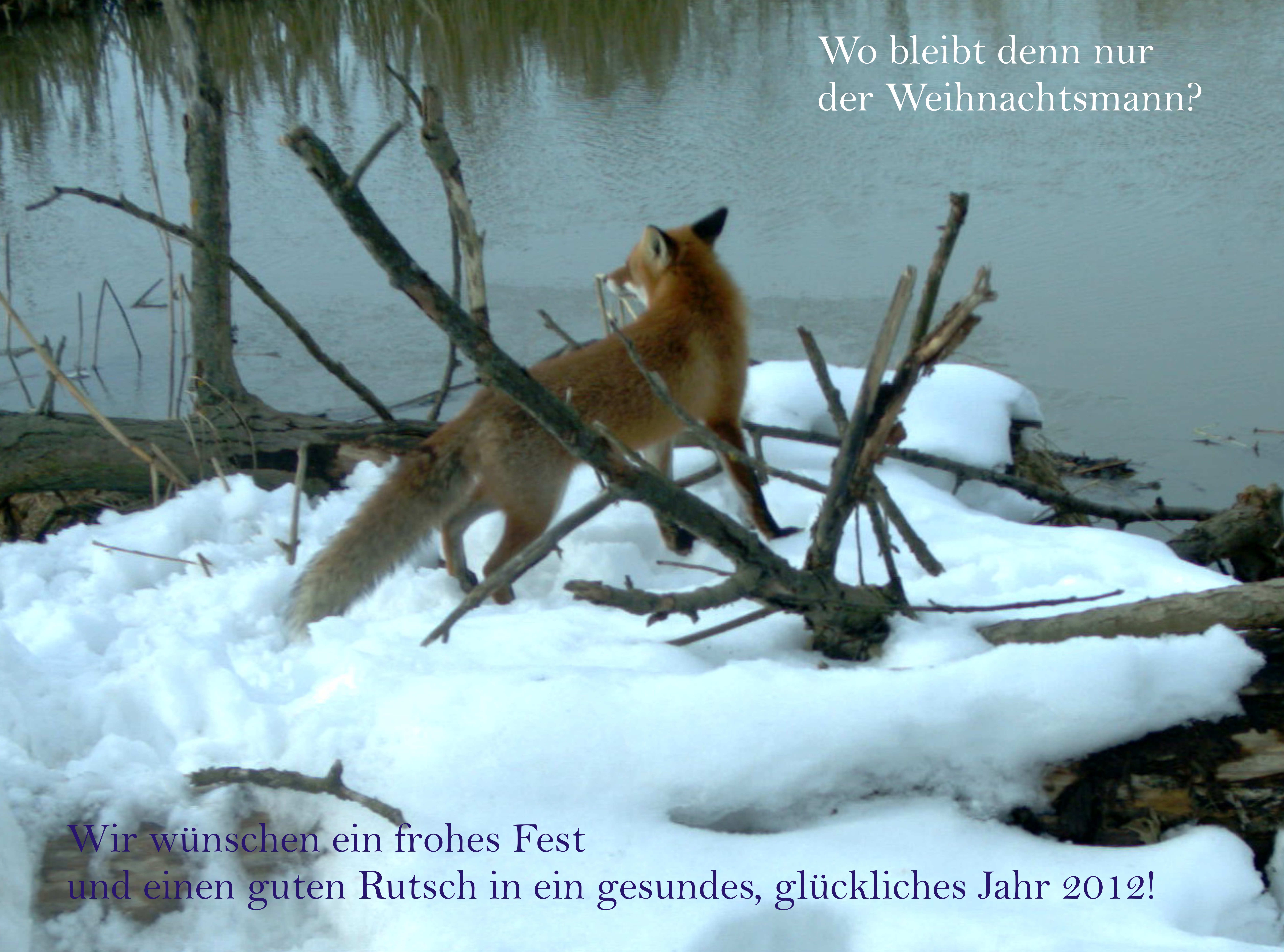 weihnachtsfuchs-2011.jpg